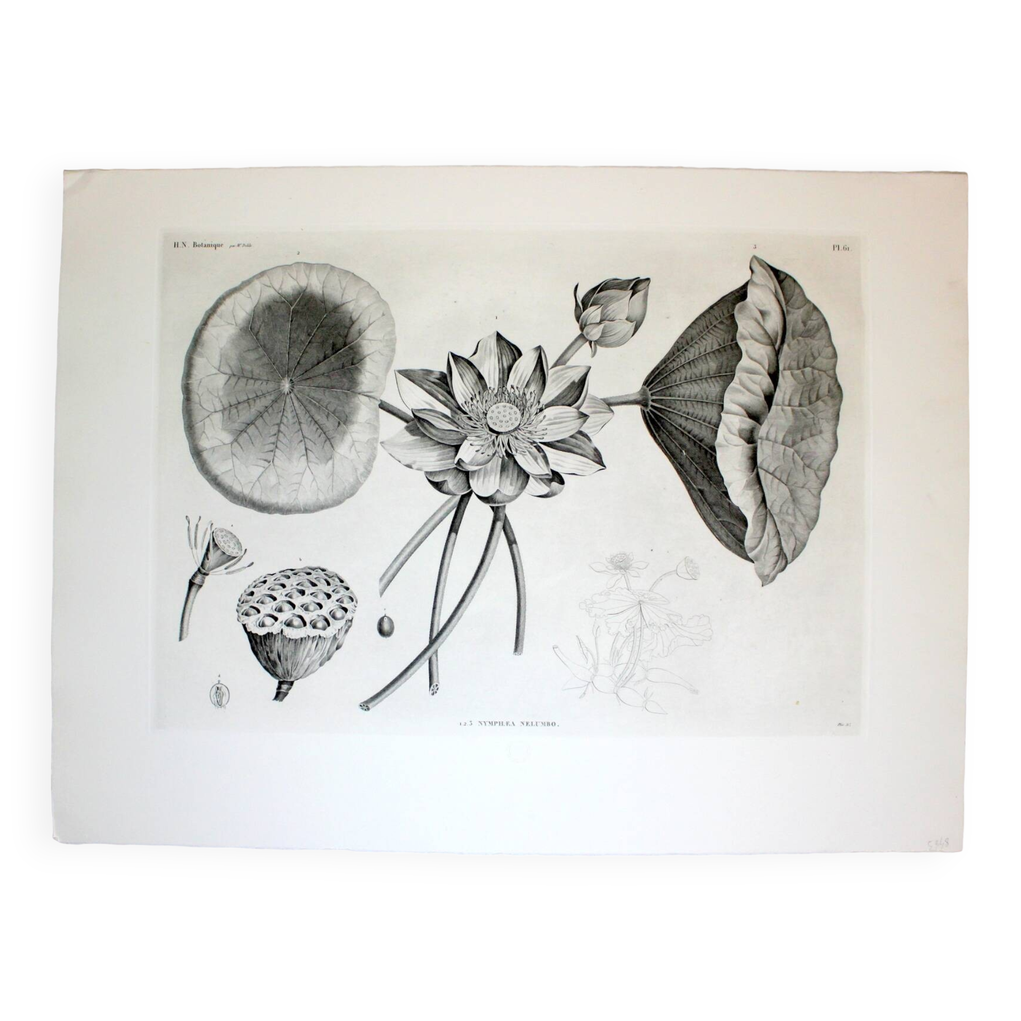 Gravure Fleur - Planche original de la "Chalcographie du Louvre" 1800 - Lotus