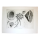 Gravure Fleur - Planche original de la "Chalcographie du Louvre" 1800 - Lotus