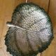 Empty Pocket / Basket / Ceramic Dish Barbotine Cabbage Leaf signed GV