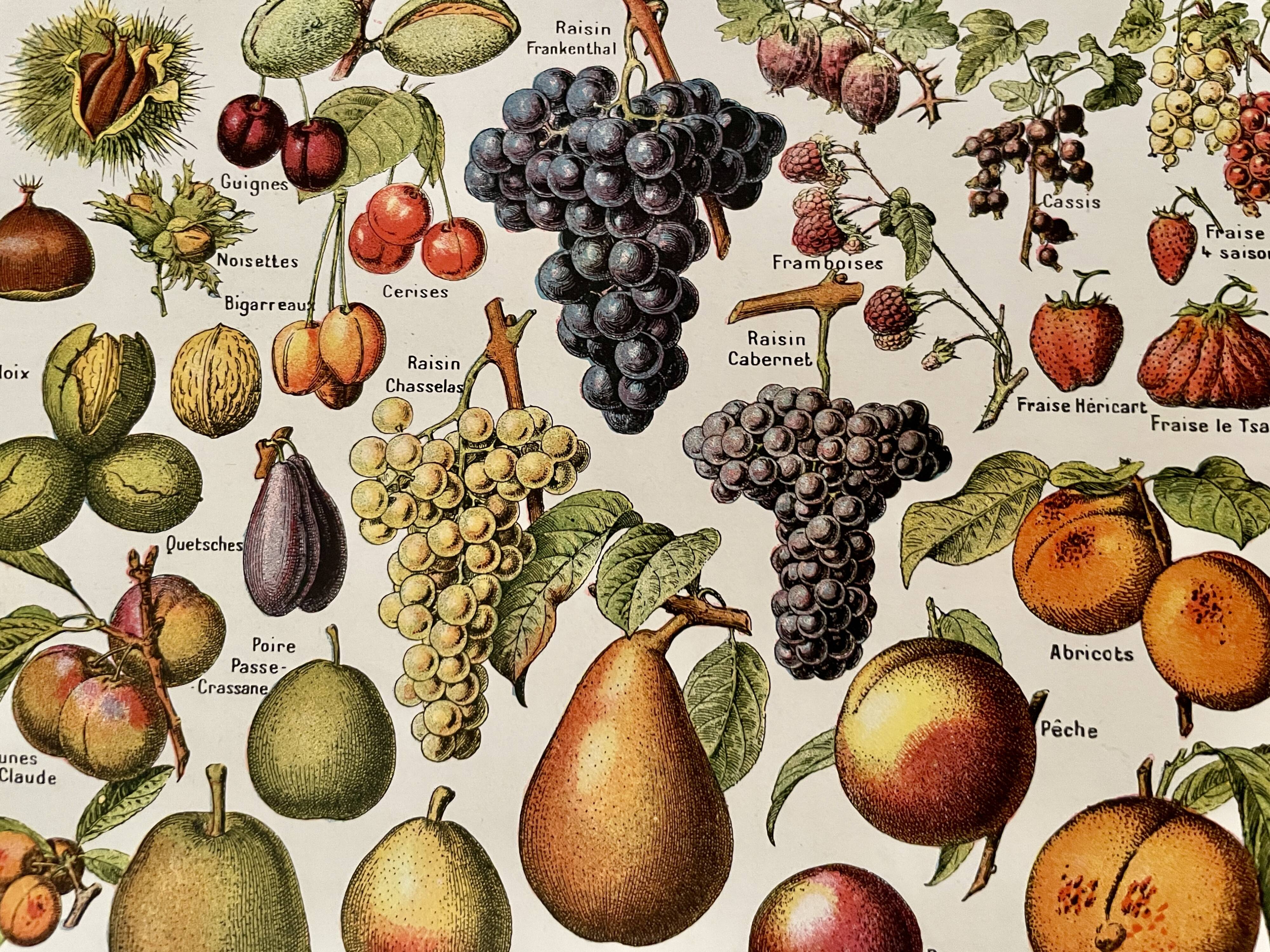 Lithograph on common fruits - 1920