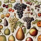 Lithograph on common fruits - 1920