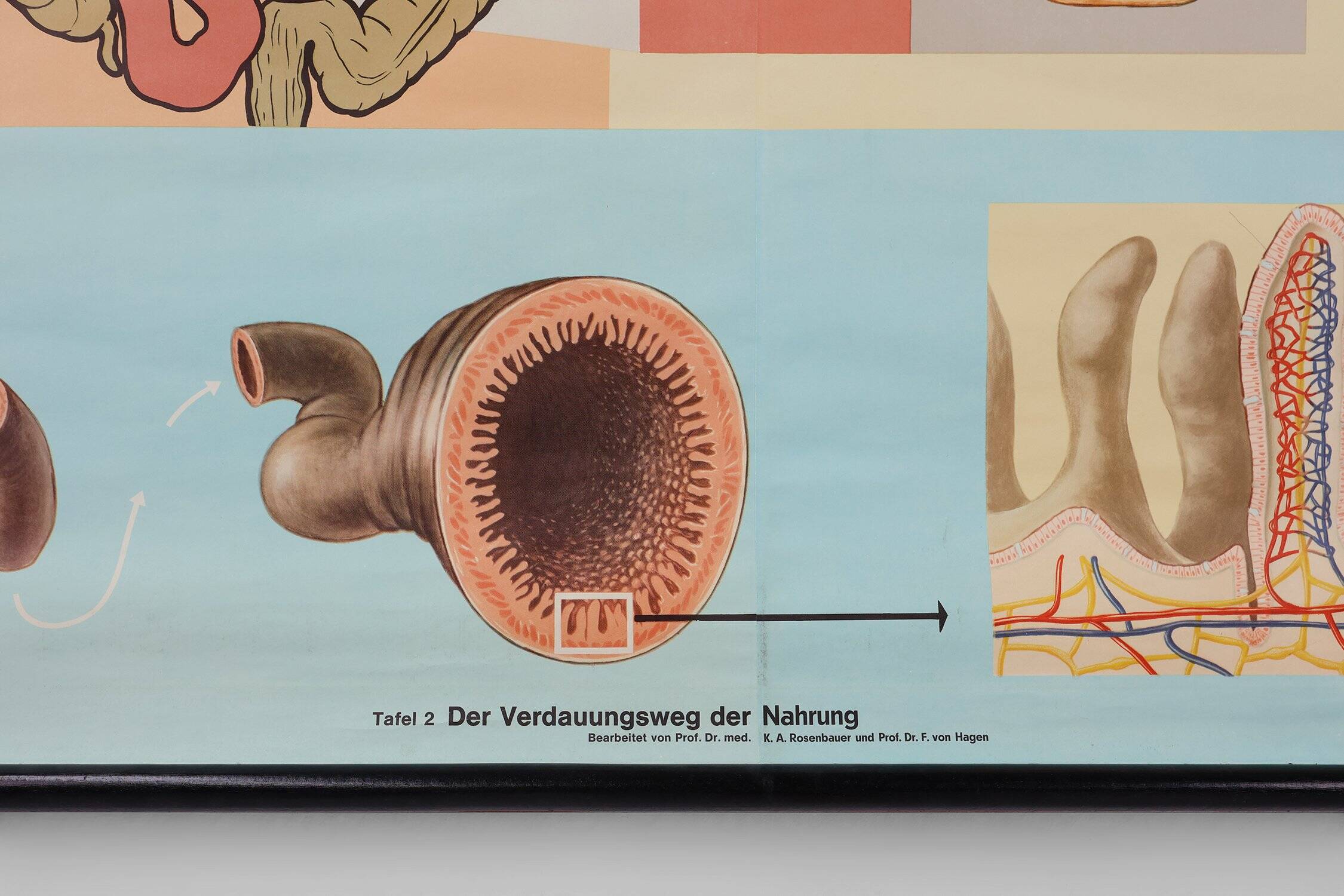 Mid-Century School Map of Digestion, Germany, 1960s