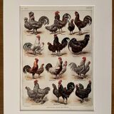 Lithograph on chickens (XXXIV) - 1920