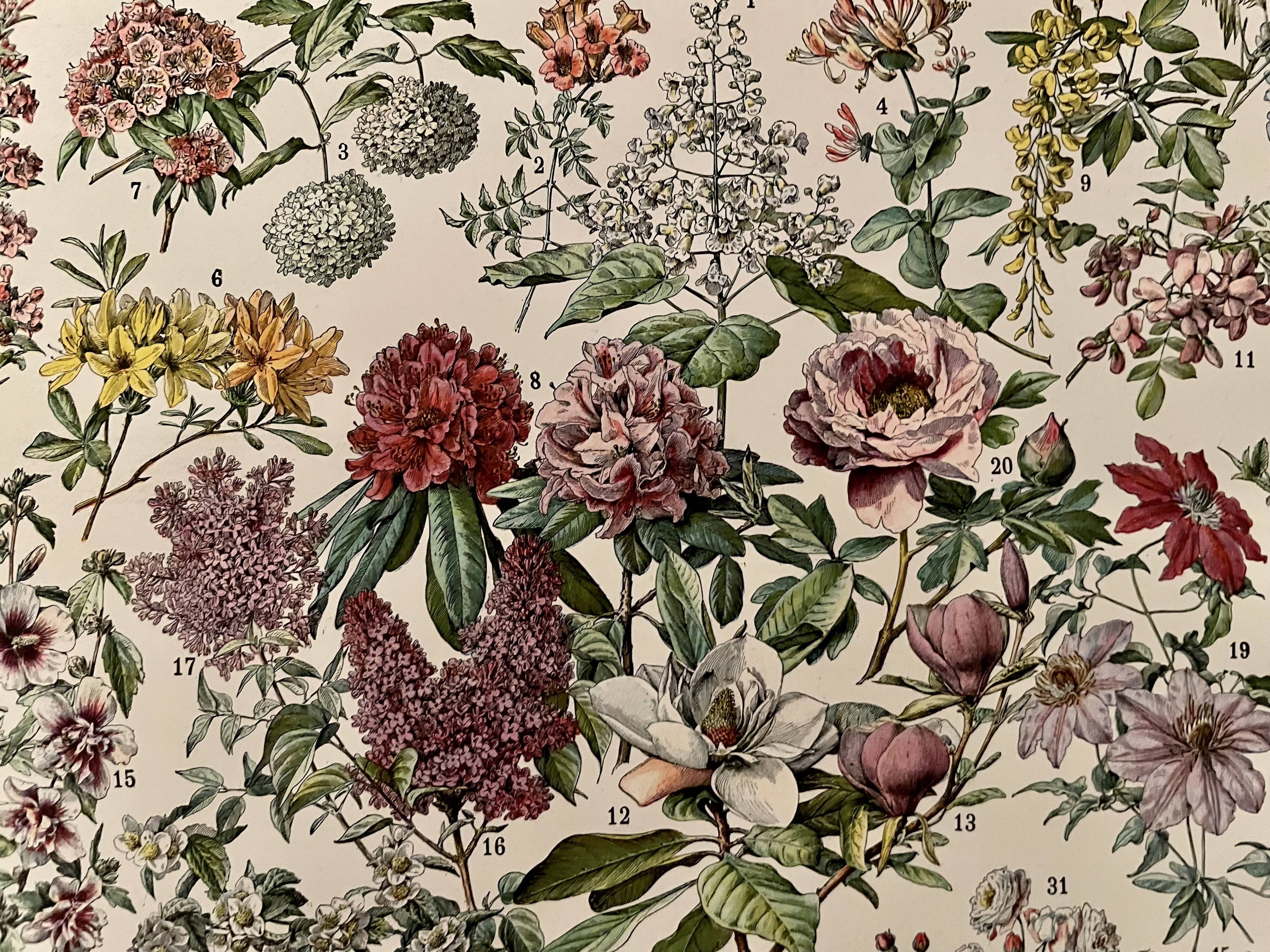 Lithograph engraving on flowers from 1928 (trees and shrubs)