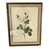 Planche botanique fleur de roses blanches encadrée