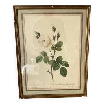 Planche botanique fleur de roses blanches encadrée
