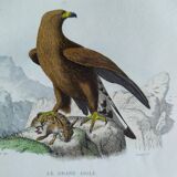 Ornithological Plate Buffon 1840 "Great Eagle & Little Eagle"