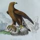 Ornithological Plate Buffon 1840 "Large Eagle & Small Eagle"