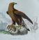 Planche Ornithologique Buffon 1840 "Grand Aigle & Petit Aigle"