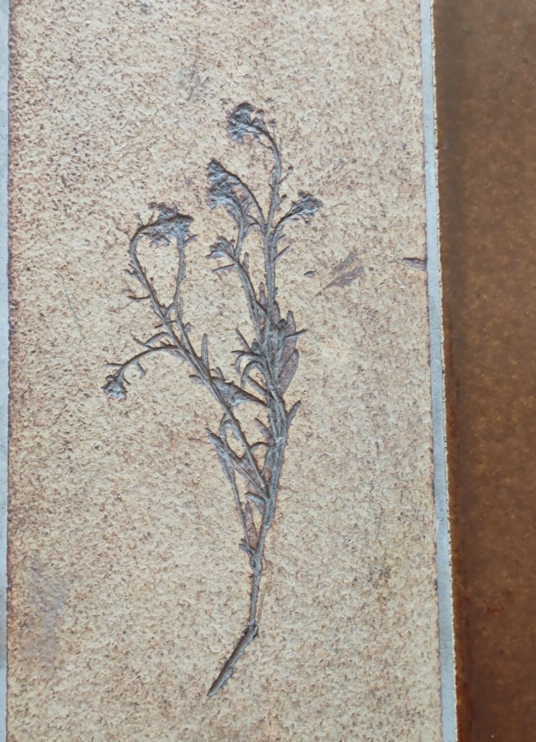 Coffee table herbarium décor Roger Capron Vallauris