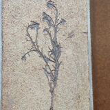 Coffee table herbarium décor Roger Capron Vallauris