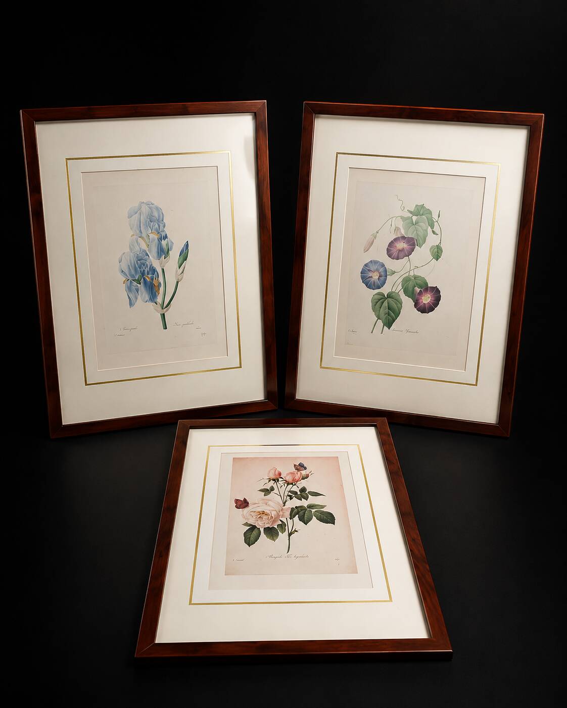 Lot 3 Large Botanical Engravings by Pierre-Joseph Redouté Flowers