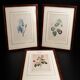 Lot 3 Large Botanical Engravings by Pierre-Joseph Redouté Flowers