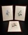 Lot 3 Large Botanical Engravings by Pierre-Joseph Redouté Flowers