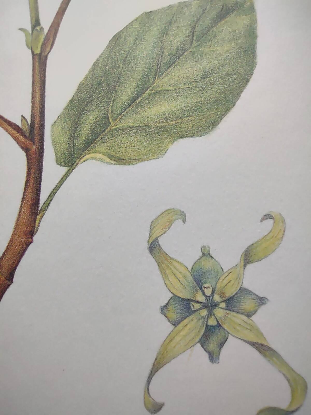 Botanical illustration - Witch hazel - Engraving of medicinal plants. Pastels by C. Michaut