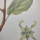 Botanical illustration - Witch hazel - Engraving of medicinal plants. Pastels by C. Michaut