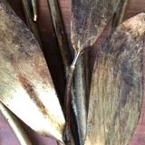 Hans Kögl floral wall lamp years 70