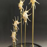 Cabinet of Curiosities globe with pearly Guildfordia Yoka shells