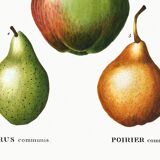 Poster about pears, based on an old engraving from 1802