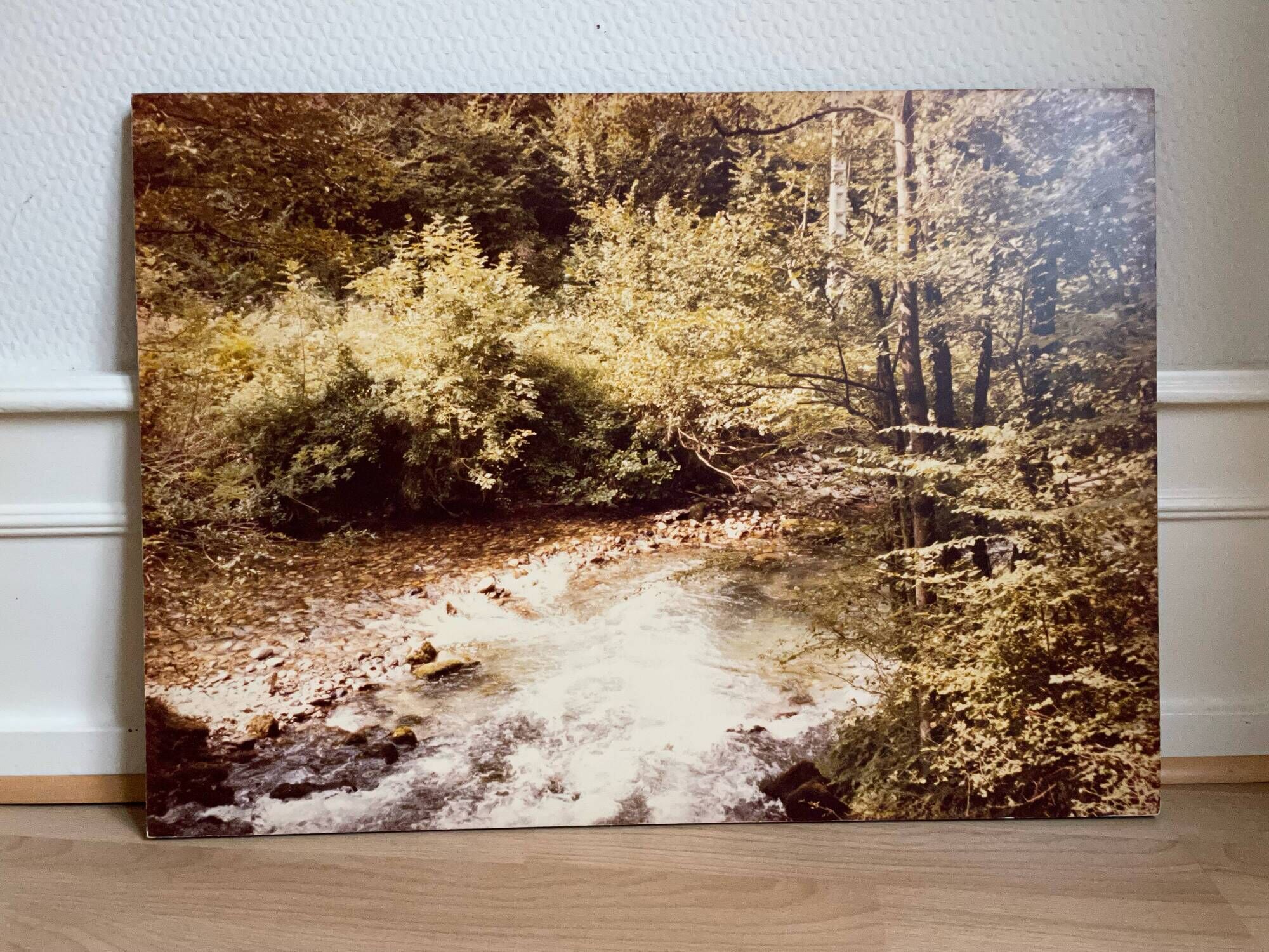 Large old photo, 70s, forest landscape - laminated