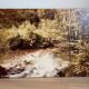 Large old photo, 70s, forest landscape - laminated