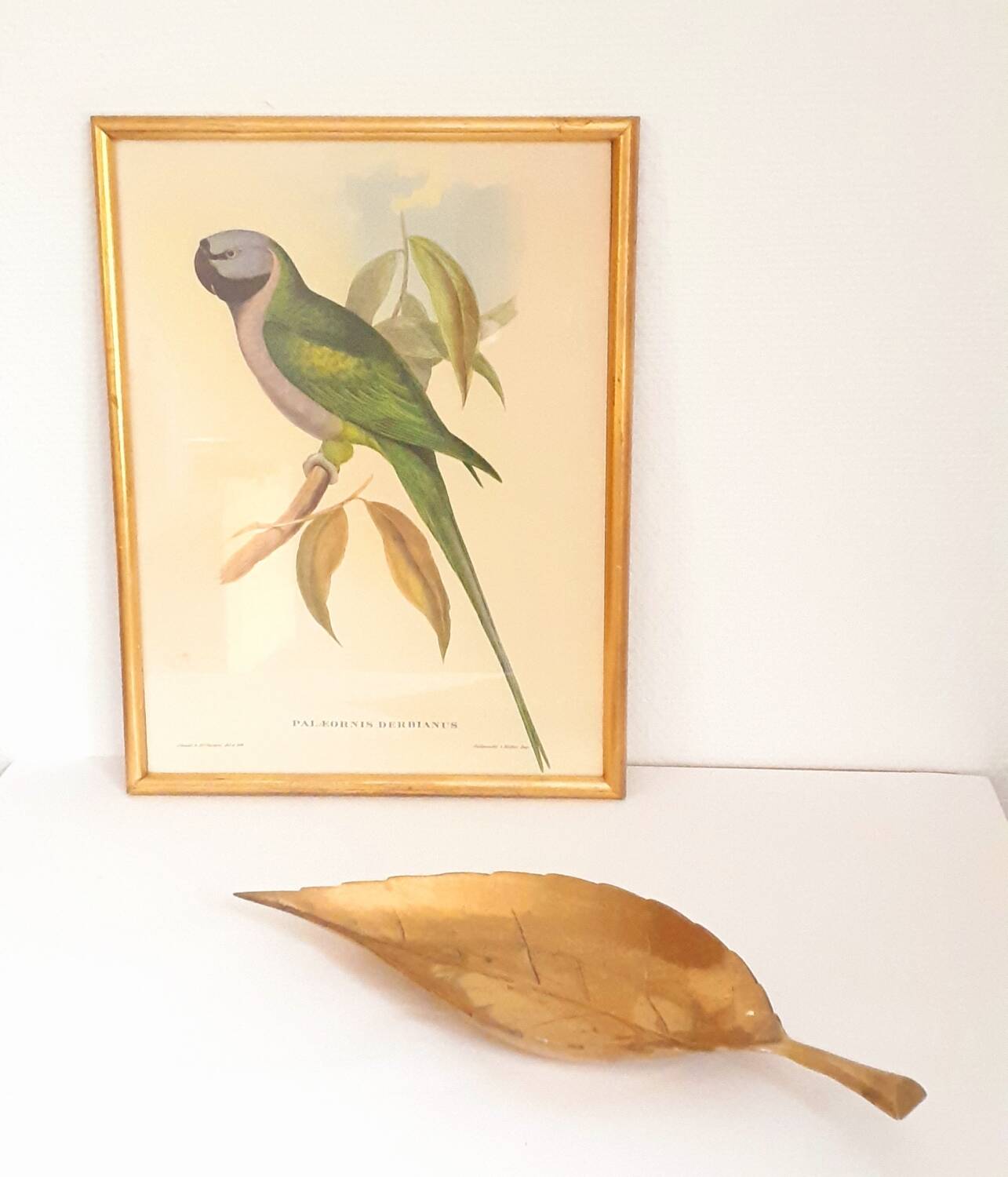 Vintage J.Gould color lithograph