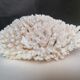 Corail authentique