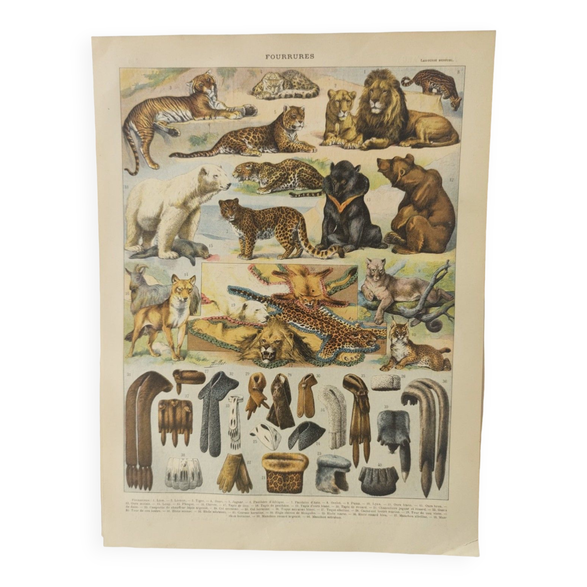 Original engraving • Furbearing animals (2) • Old and vintage poster from 1909
