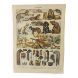 Gravure originale • Animaux à fourrures (2) • Affiche ancienne et vintage de 1909