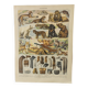 Gravure originale • Animaux à fourrures (2) • Affiche ancienne et vintage de 1909