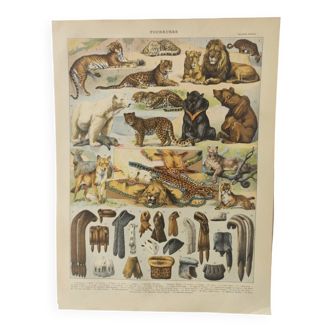 Original engraving • Furbearing animals (2) • Old and vintage poster from 1909