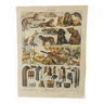 Gravure originale • Animaux à fourrures (2) • Affiche ancienne et vintage de 1909
