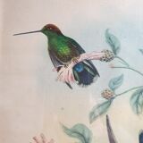 Pedagogical engraving of birds