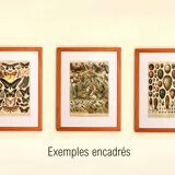 Gravure ancienne 1897 - Insectes 2 par Millot - Entomologie et Zoologie