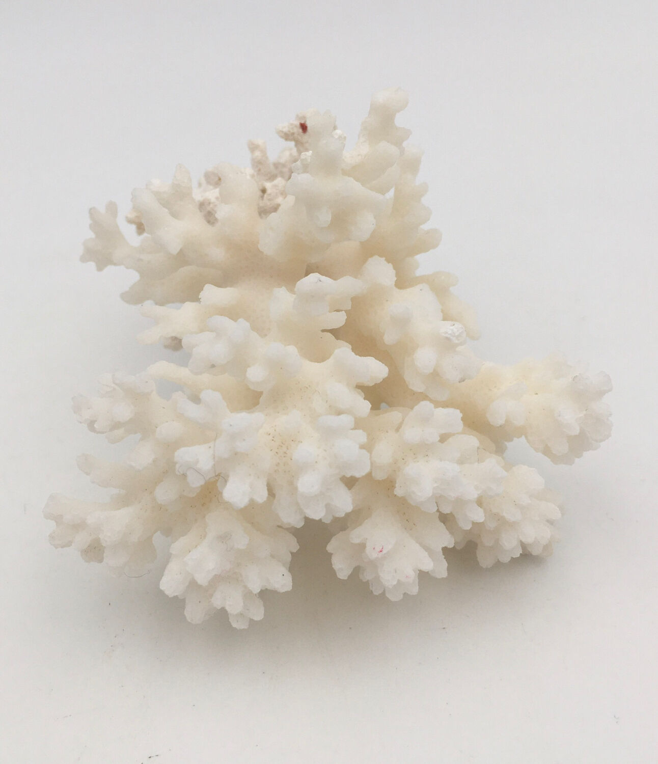 Old branch of white natural coral / 1970s