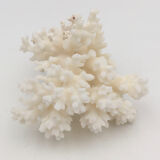 Old branch of white natural coral / 1970s