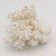 Ancienne branche de corail naturel blanc / Années 1970