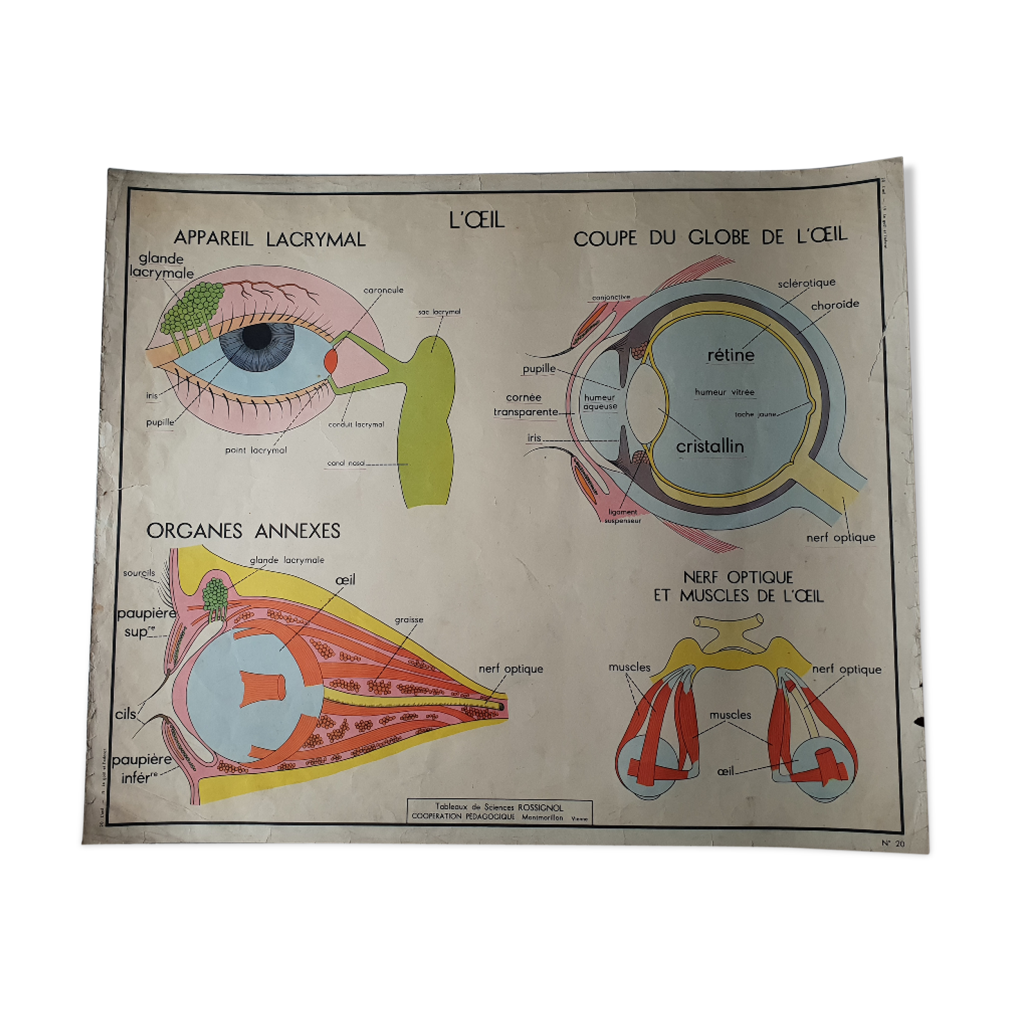 School poster Rossignol - taste and smell and the eye