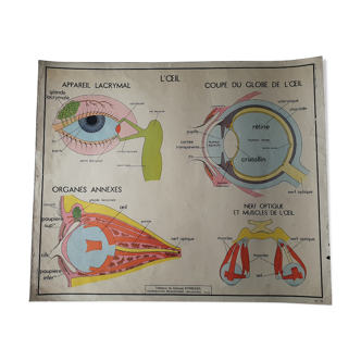 School poster Rossignol - taste and smell and the eye