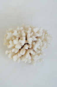 Large white coral