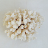 Large white coral