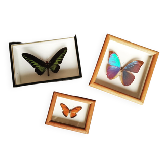 Framed butterfly