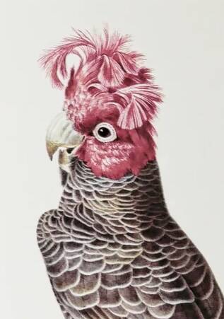 Plates of the bestiary from the Natural History Museum Cockatoos