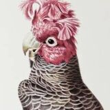 Plates of the bestiary from the Natural History Museum Cockatoos