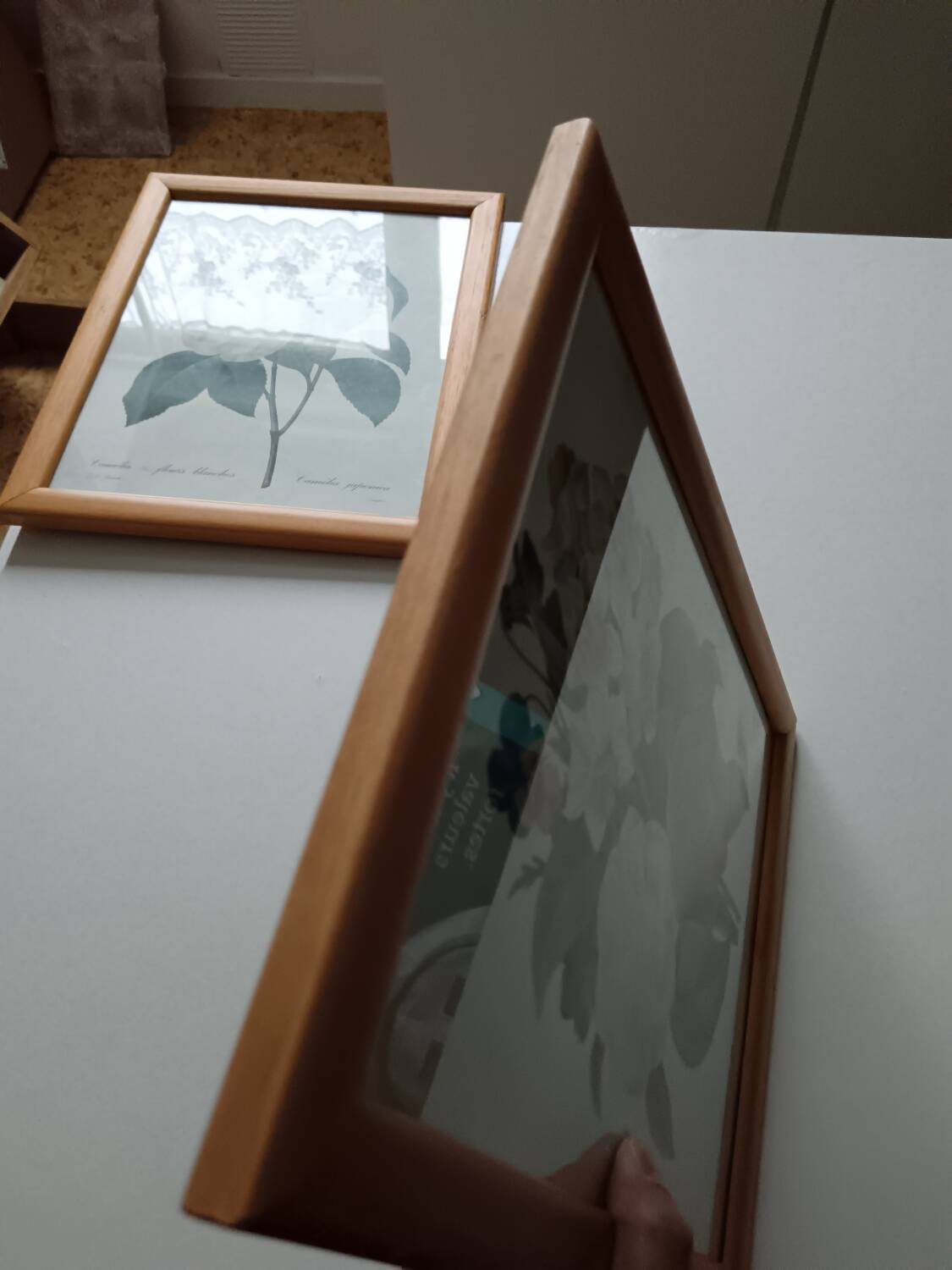 Vintage botanical illustration reboute.