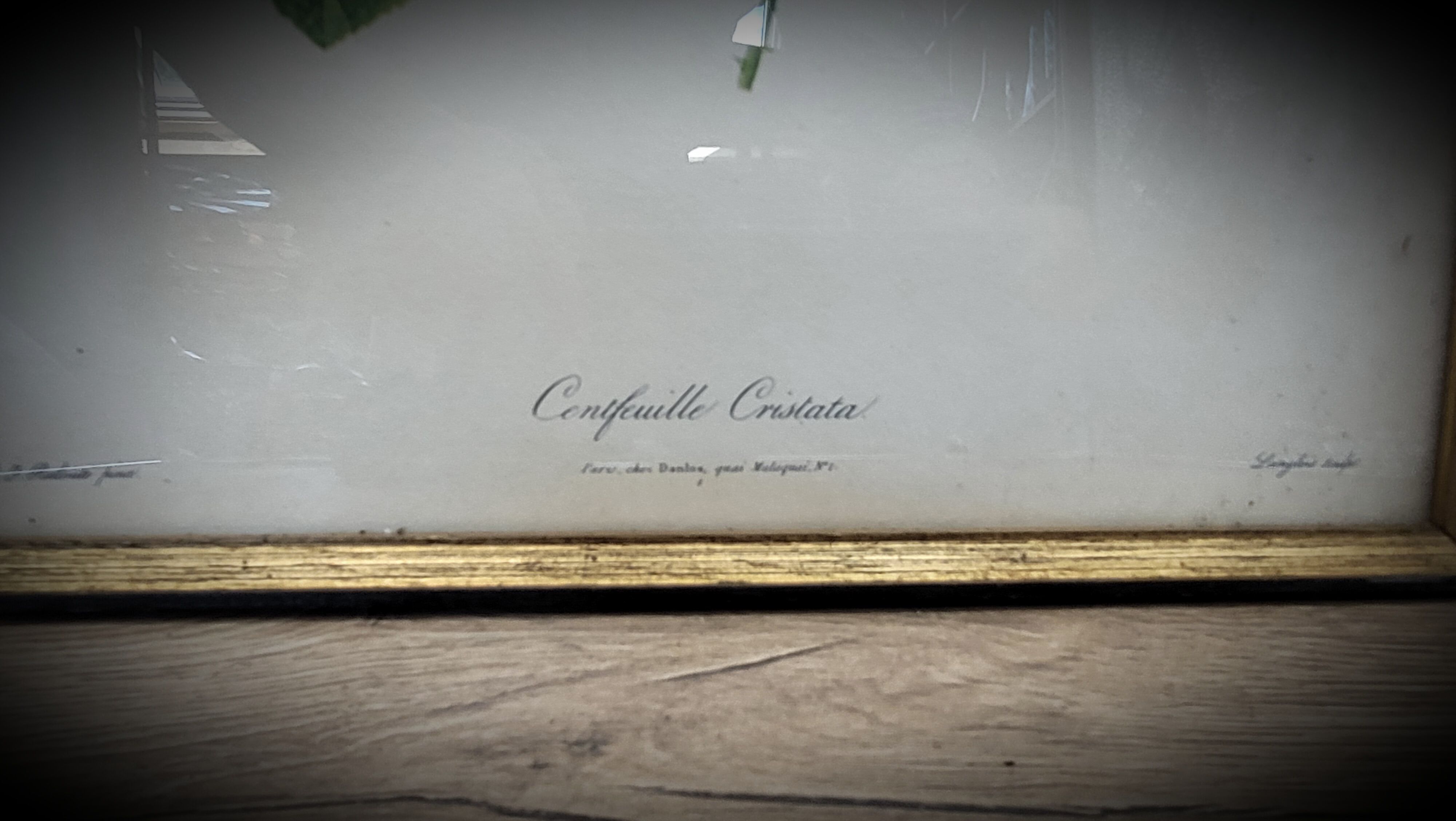 Lithograph rose one hundred leaf cristata