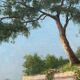 French School of the 20th century, Mediterranean seaside, oil on panel