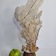 Large natural fan coral on wooden base, Height 47 cm