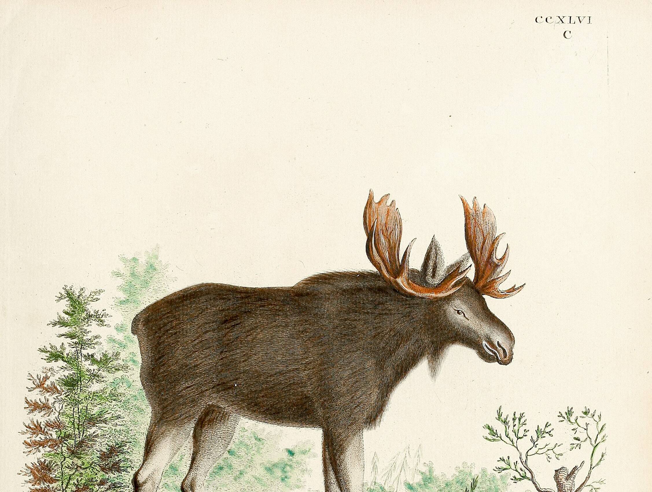 Poster about the Elk, based on an old engraving from 1774.