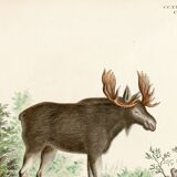 Poster about the Elk, based on an old engraving from 1774.